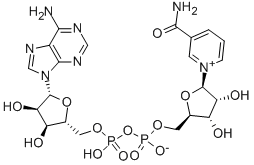 β-Nicotinamide adenine dinucle...