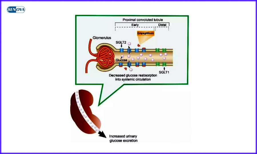 EMPAGLIFLOZIN（A treatment for type 2 diabetes） suppier---SENOVA(图4)